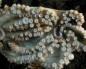 Головоногие моллюски: описание, строение, интересные факты